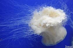 Cyanea nozakii
