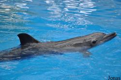 Ocean Park Hong Kong