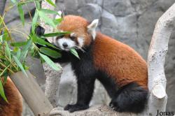 Ocean Park Hong Kong