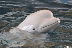 Monodontidae