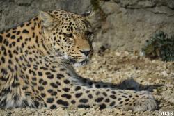 Panthera pardus
