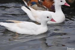 P. Kooy & Sons Waterfowl Breeding Farm (P)