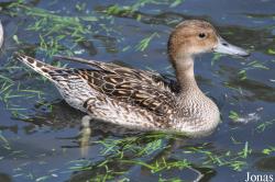 P. Kooy & Sons Waterfowl Breeding Farm (P)