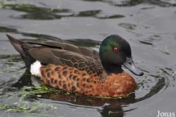 P. Kooy & Sons Waterfowl Breeding Farm (P)