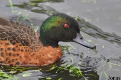 P. Kooy & Sons Waterfowl Breeding Farm (P)