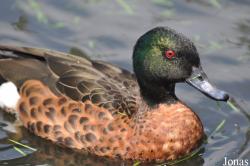 P. Kooy & Sons Waterfowl Breeding Farm (P)