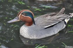 P. Kooy & Sons Waterfowl Breeding Farm (P)
