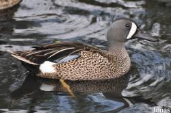 P. Kooy & Sons Waterfowl Breeding Farm (P)