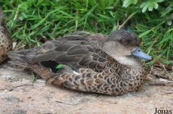 P. Kooy & Sons Waterfowl Breeding Farm (P)