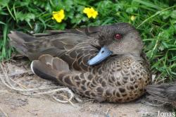 P. Kooy & Sons Waterfowl Breeding Farm (P)