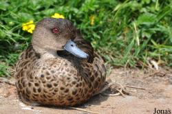 P. Kooy & Sons Waterfowl Breeding Farm (P)