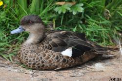 P. Kooy & Sons Waterfowl Breeding Farm (P)