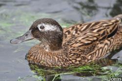 P. Kooy & Sons Waterfowl Breeding Farm (P)