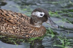 P. Kooy & Sons Waterfowl Breeding Farm (P)