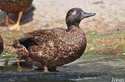 P. Kooy & Sons Waterfowl Breeding Farm (P)