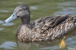 P. Kooy & Sons Waterfowl Breeding Farm (P)