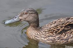 P. Kooy & Sons Waterfowl Breeding Farm (P)