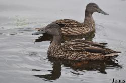 P. Kooy & Sons Waterfowl Breeding Farm (P)