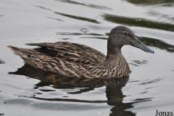 P. Kooy & Sons Waterfowl Breeding Farm (P)