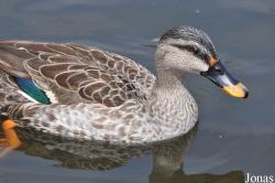 P. Kooy & Sons Waterfowl Breeding Farm (P)