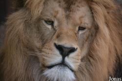 Panthera leo leo