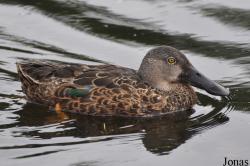 P. Kooy & Sons Waterfowl Breeding Farm (P)