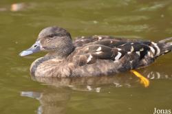 P. Kooy & Sons Waterfowl Breeding Farm (P)