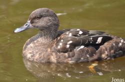 P. Kooy & Sons Waterfowl Breeding Farm (P)