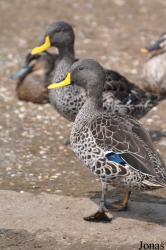 P. Kooy & Sons Waterfowl Breeding Farm (P)
