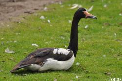 P. Kooy & Sons Waterfowl Breeding Farm (P)