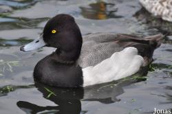 P. Kooy & Sons Waterfowl Breeding Farm (P)