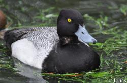 Aythya affinis