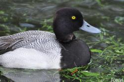 P. Kooy & Sons Waterfowl Breeding Farm (P)