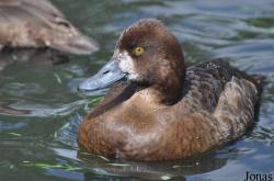P. Kooy & Sons Waterfowl Breeding Farm (P)