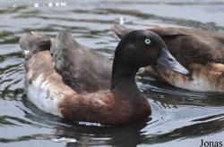P. Kooy & Sons Waterfowl Breeding Farm (P)