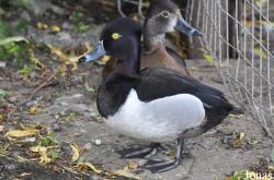 P. Kooy & Sons Waterfowl Breeding Farm (P)