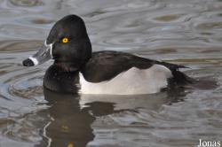 Aythya collaris