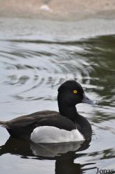 P. Kooy & Sons Waterfowl Breeding Farm (P)