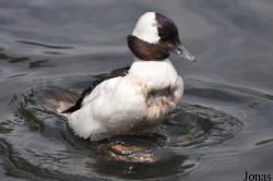 P. Kooy & Sons Waterfowl Breeding Farm (P)