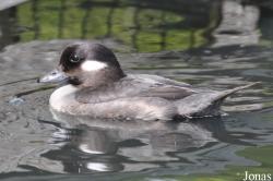 P. Kooy & Sons Waterfowl Breeding Farm (P)