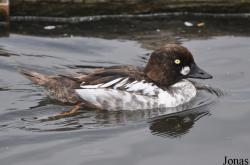 P. Kooy & Sons Waterfowl Breeding Farm (P)