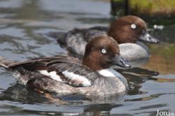 P. Kooy & Sons Waterfowl Breeding Farm (P)