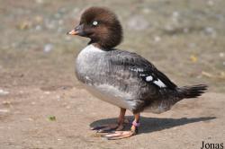 P. Kooy & Sons Waterfowl Breeding Farm (P)