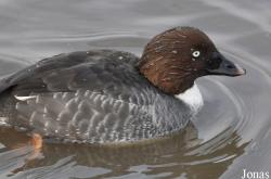 Bucephala islandica