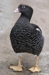 P. Kooy & Sons Waterfowl Breeding Farm (P)