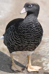 P. Kooy & Sons Waterfowl Breeding Farm (P)
