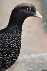 P. Kooy & Sons Waterfowl Breeding Farm (P)