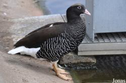 P. Kooy & Sons Waterfowl Breeding Farm (P)