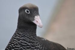 P. Kooy & Sons Waterfowl Breeding Farm (P)