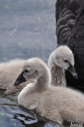 P. Kooy & Sons Waterfowl Breeding Farm (P)